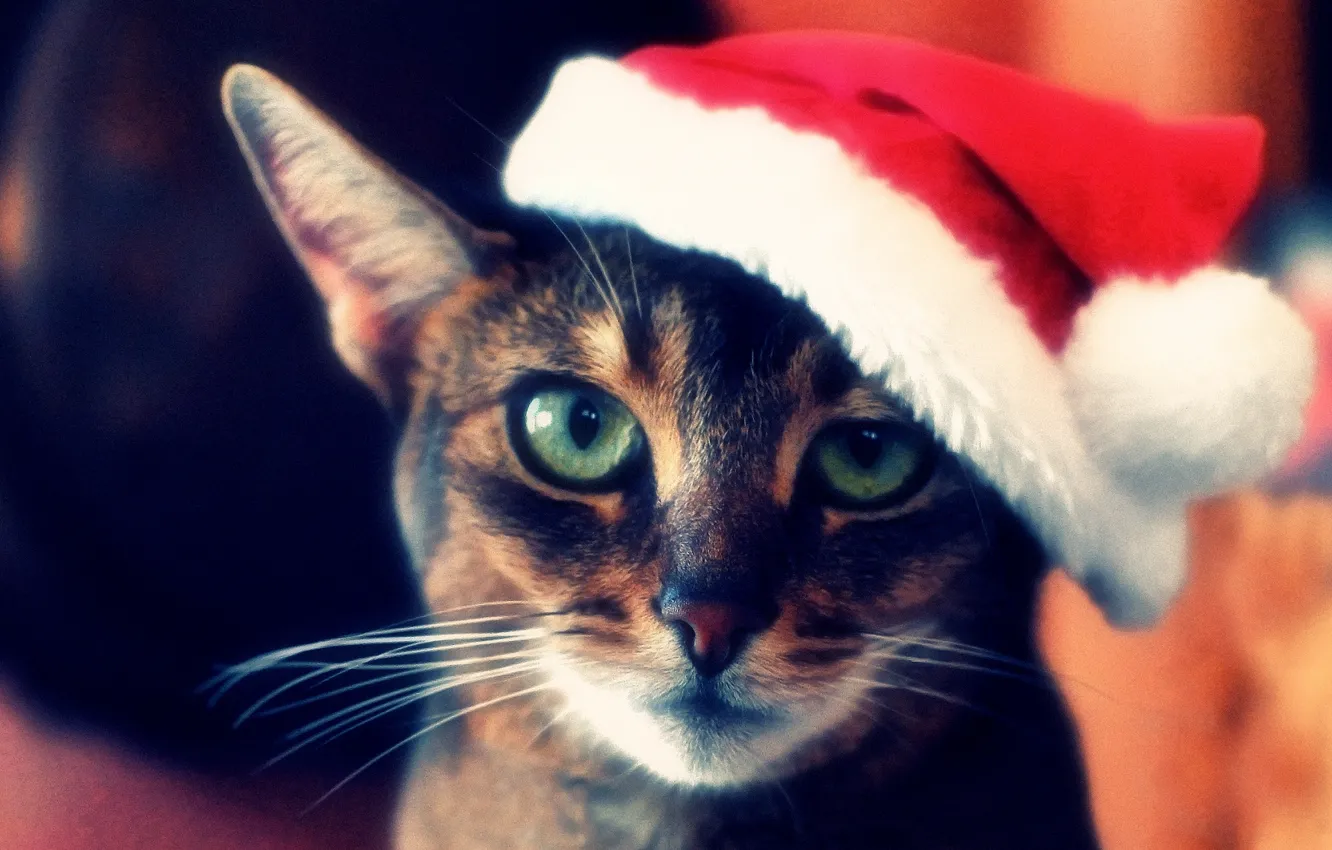 Photo wallpaper cat, face, hat, red, striped, Christmas