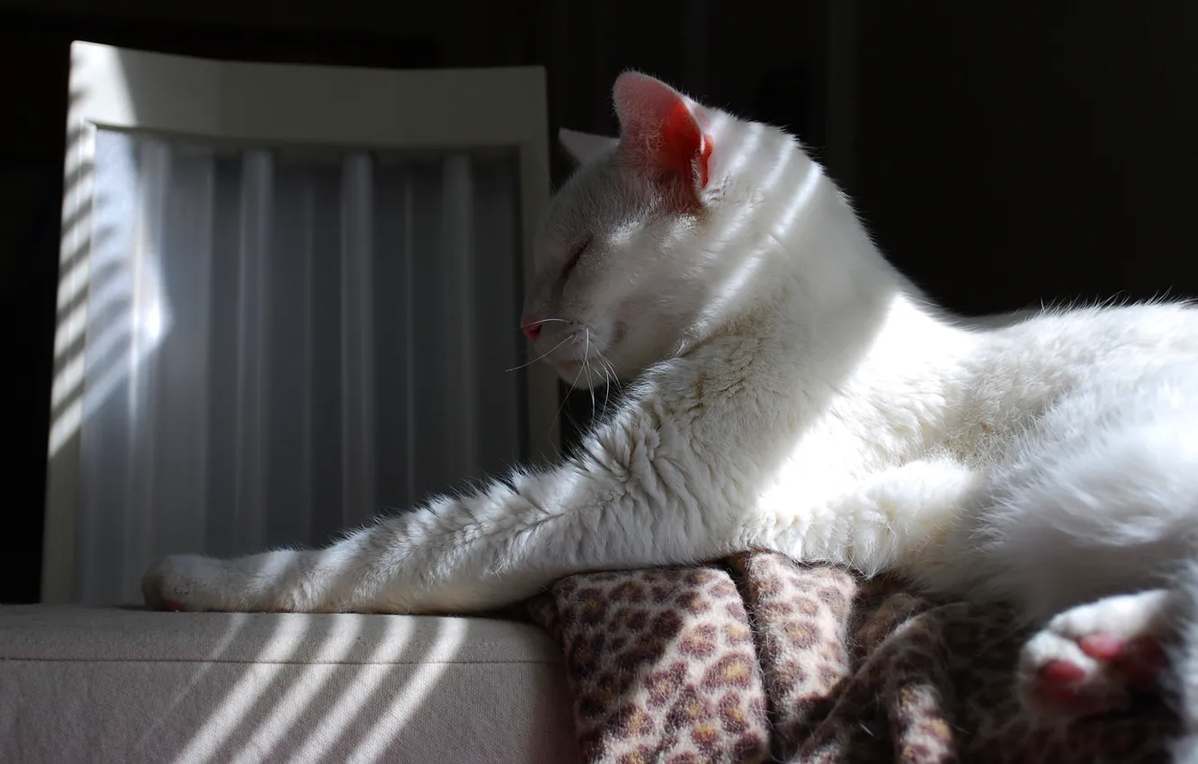 Photo wallpaper cat, white, cat, face, light, stay, paw, sleep