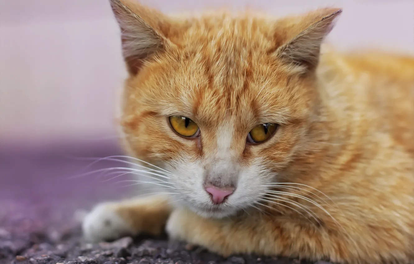 Photo wallpaper cat, look, background, cat