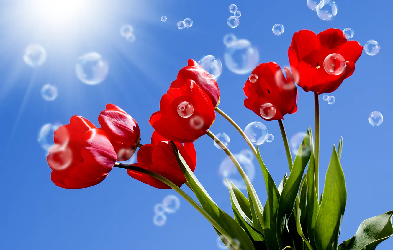 Photo wallpaper the sky, leaves, the sun, rays, bubbles, stems, tulips, red