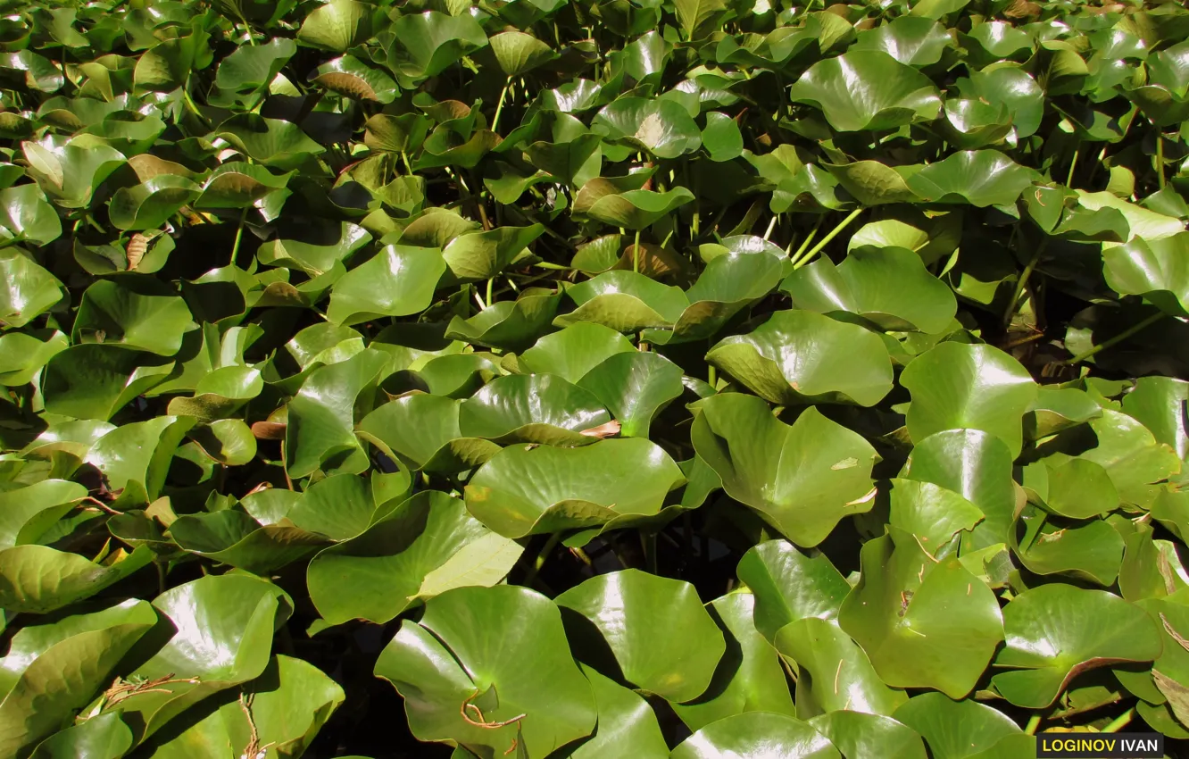 Photo wallpaper green, pond, garden, Lily, Logins, Sukhum