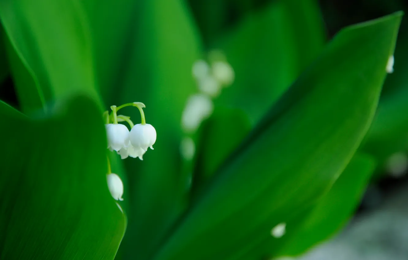Photo wallpaper white, leaves, macro, flowers, green, spring, lilies of the valley