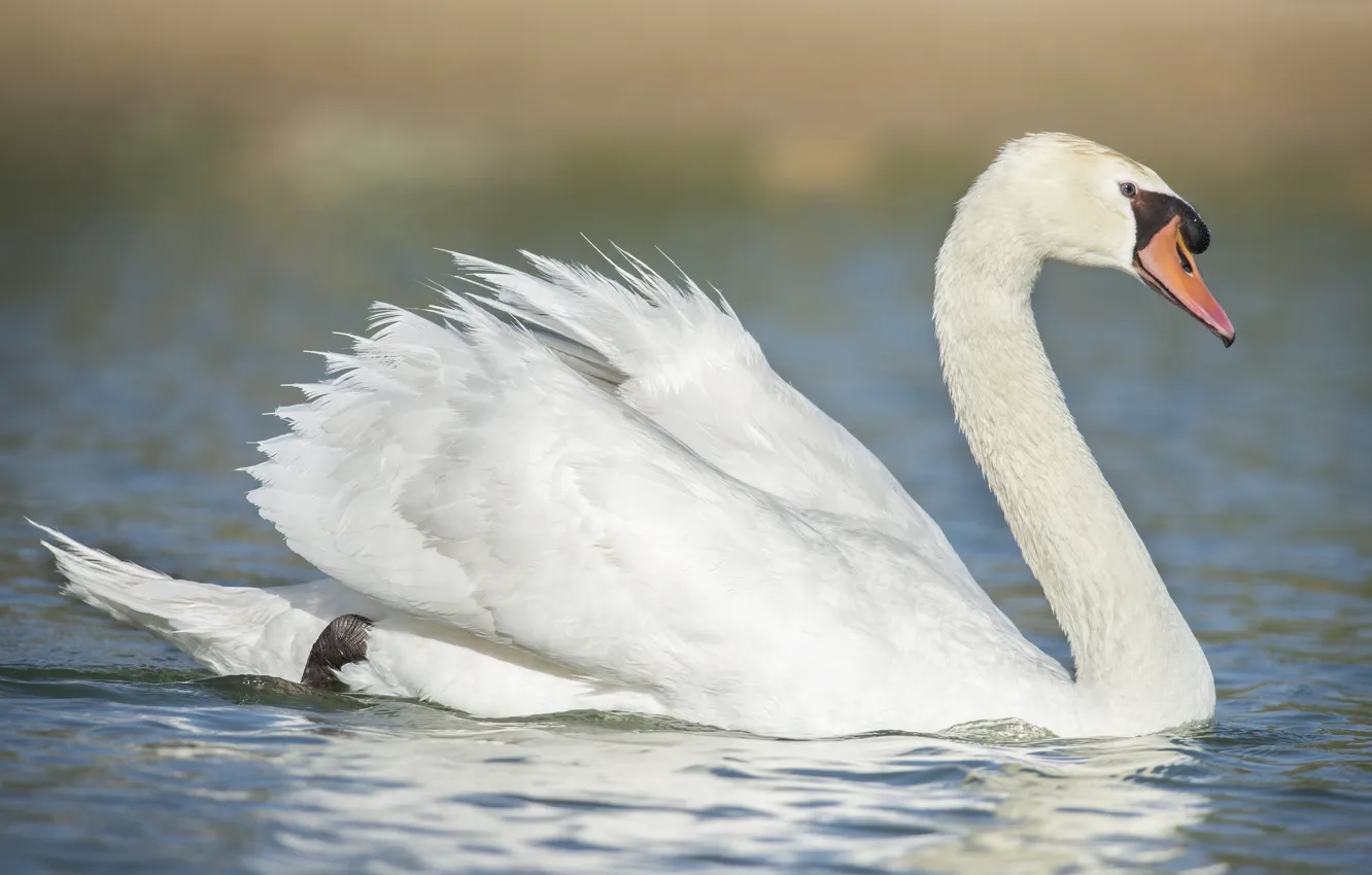 Photo wallpaper white, bird, swans, pond