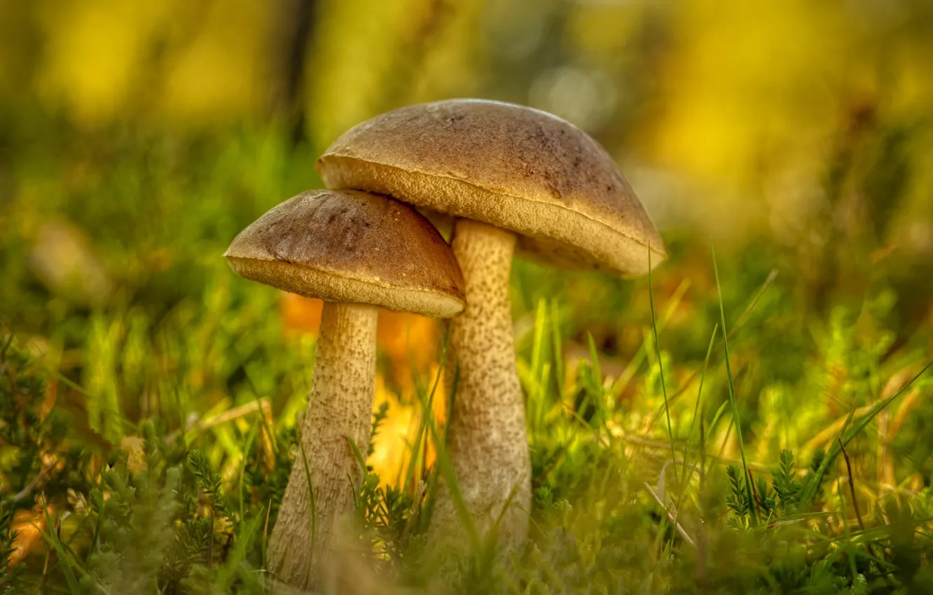 Photo wallpaper forest, mushrooms, bokeh