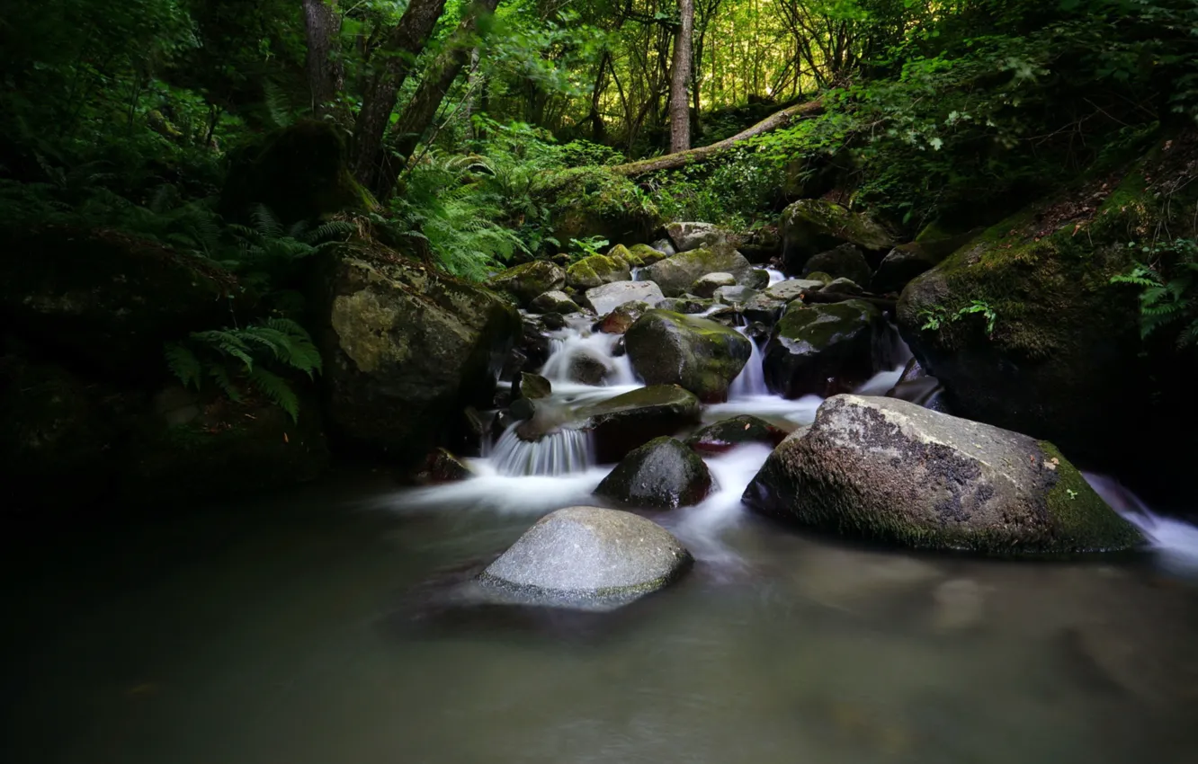Photo wallpaper forest, water, stream, stones