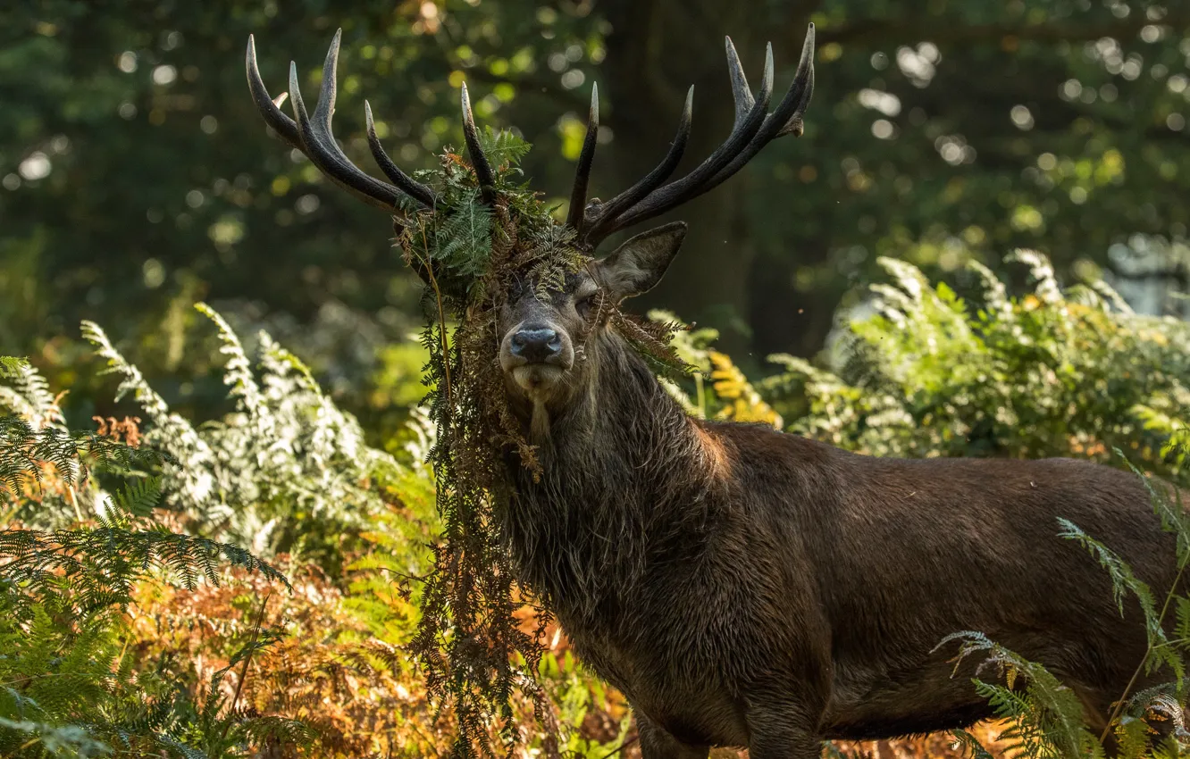 Photo wallpaper deer, forest, look, deer, fern