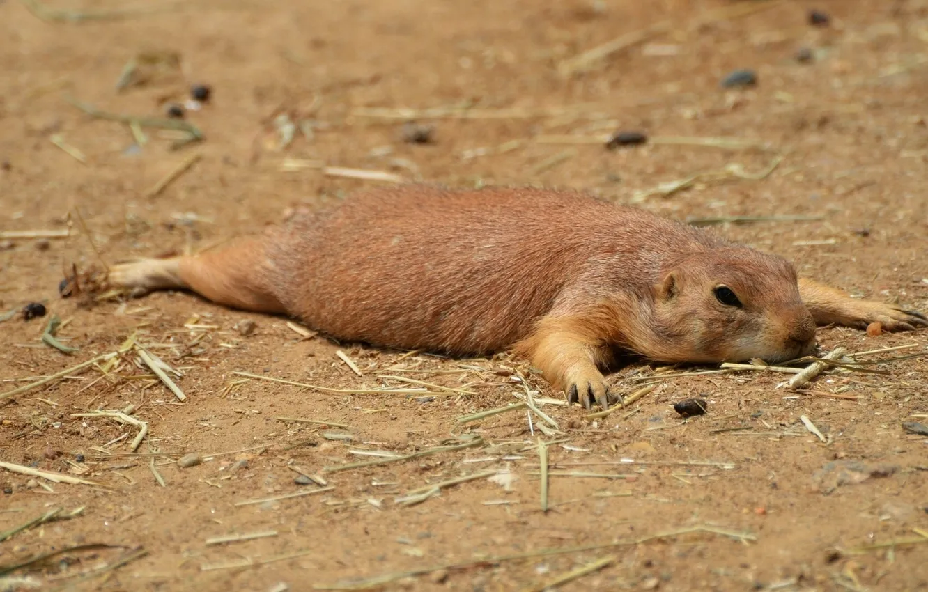 Photo wallpaper rodent, Prairie dog, out