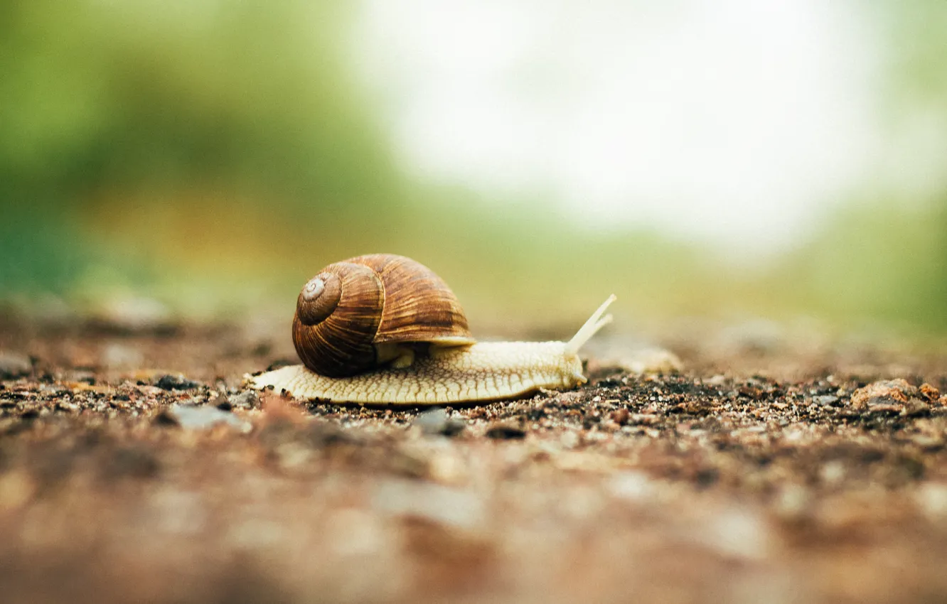 Photo wallpaper road, macro, the way, movement, snail, shellfish, snail
