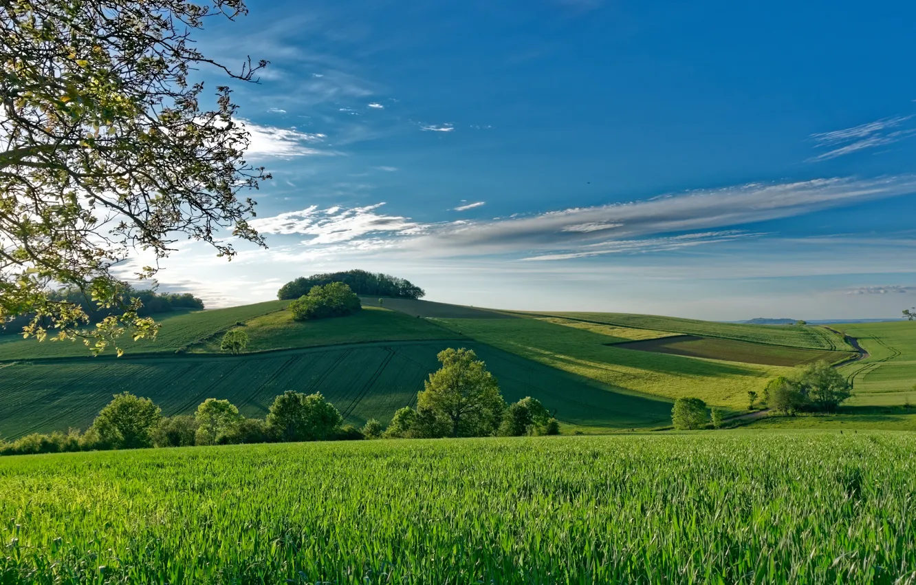 Photo wallpaper field, trees, hills, France, space, France, Montmorin, Montmorin