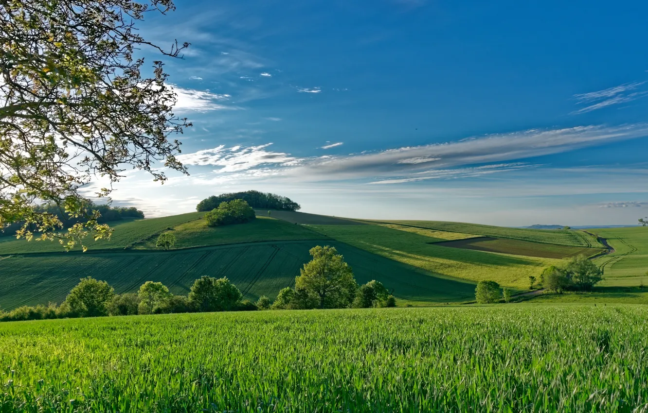 Photo wallpaper trees, France, field, hill, space, France, Montmorin, Montmorin