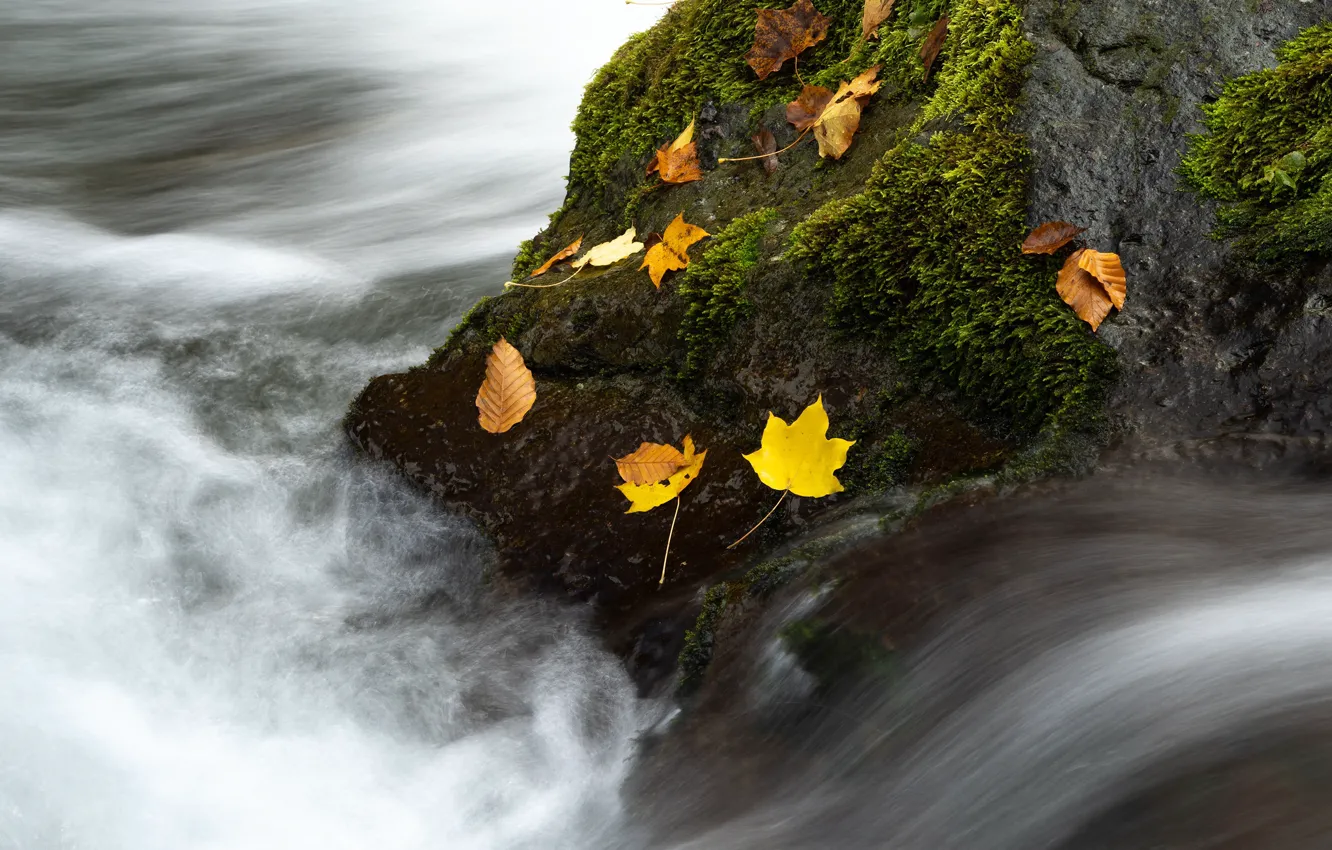 Photo wallpaper autumn, stone, pond, autumn leaves