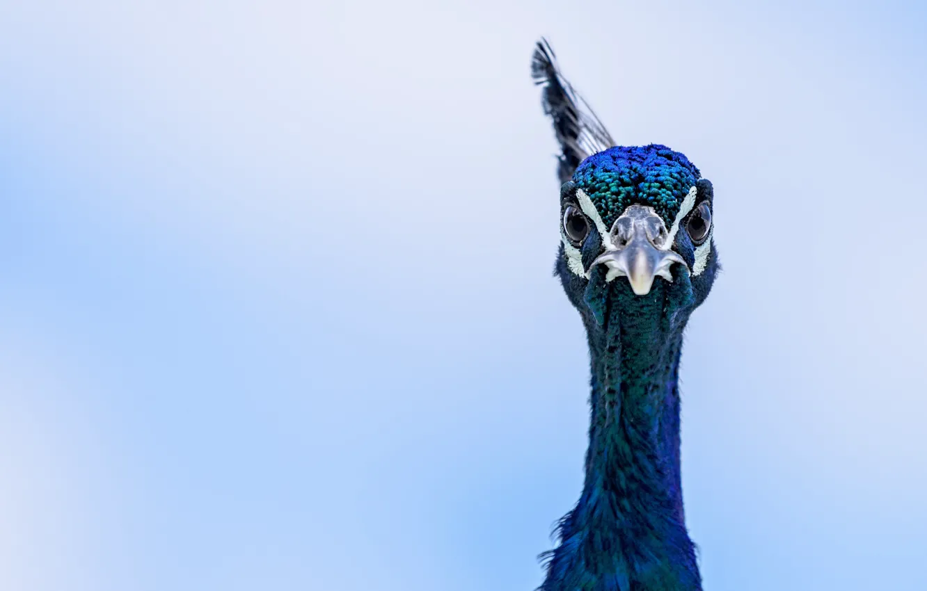 Photo wallpaper blue, eyes, peacock