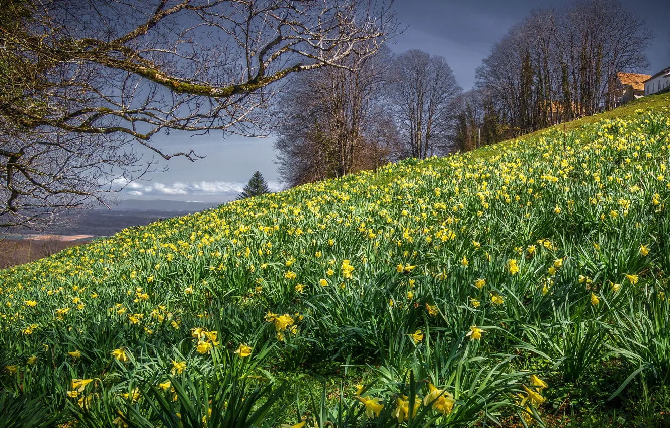 Photo wallpaper trees, landscape, flowers, nature, spring, slope, daffodils