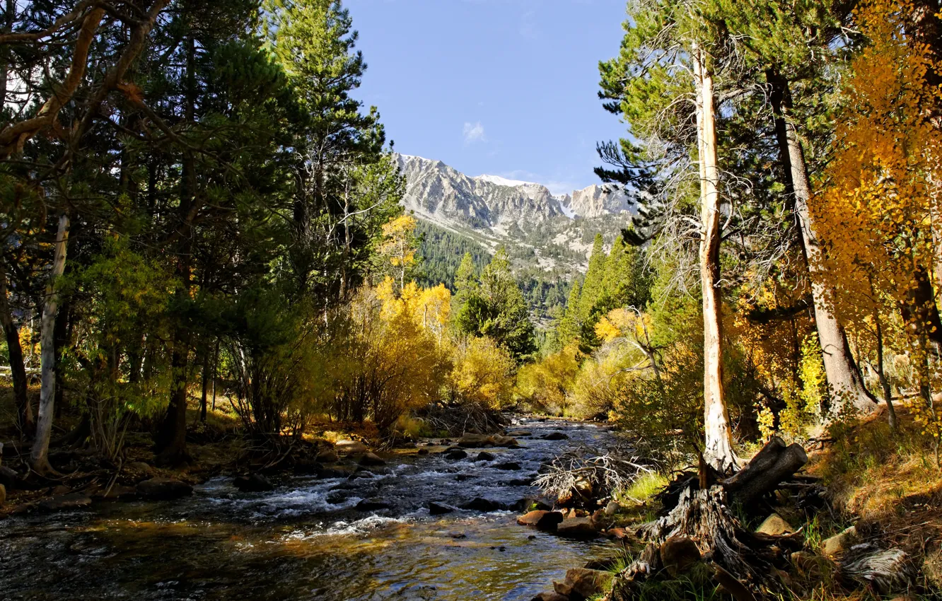 Photo wallpaper water, trees, mountains, nature, river, stones