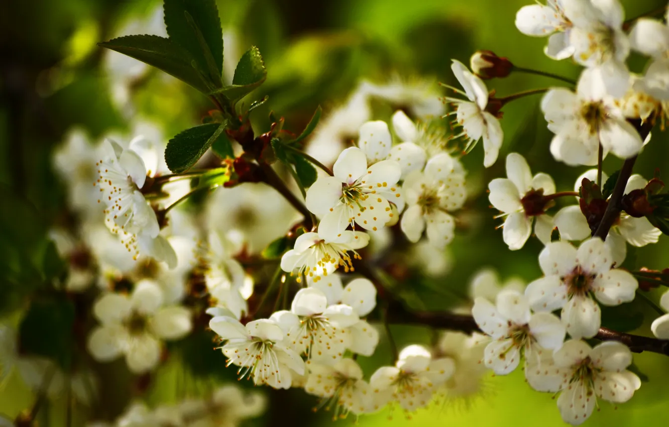 Photo wallpaper flowers, branches, nature, spring, Apple, flowering, flowers