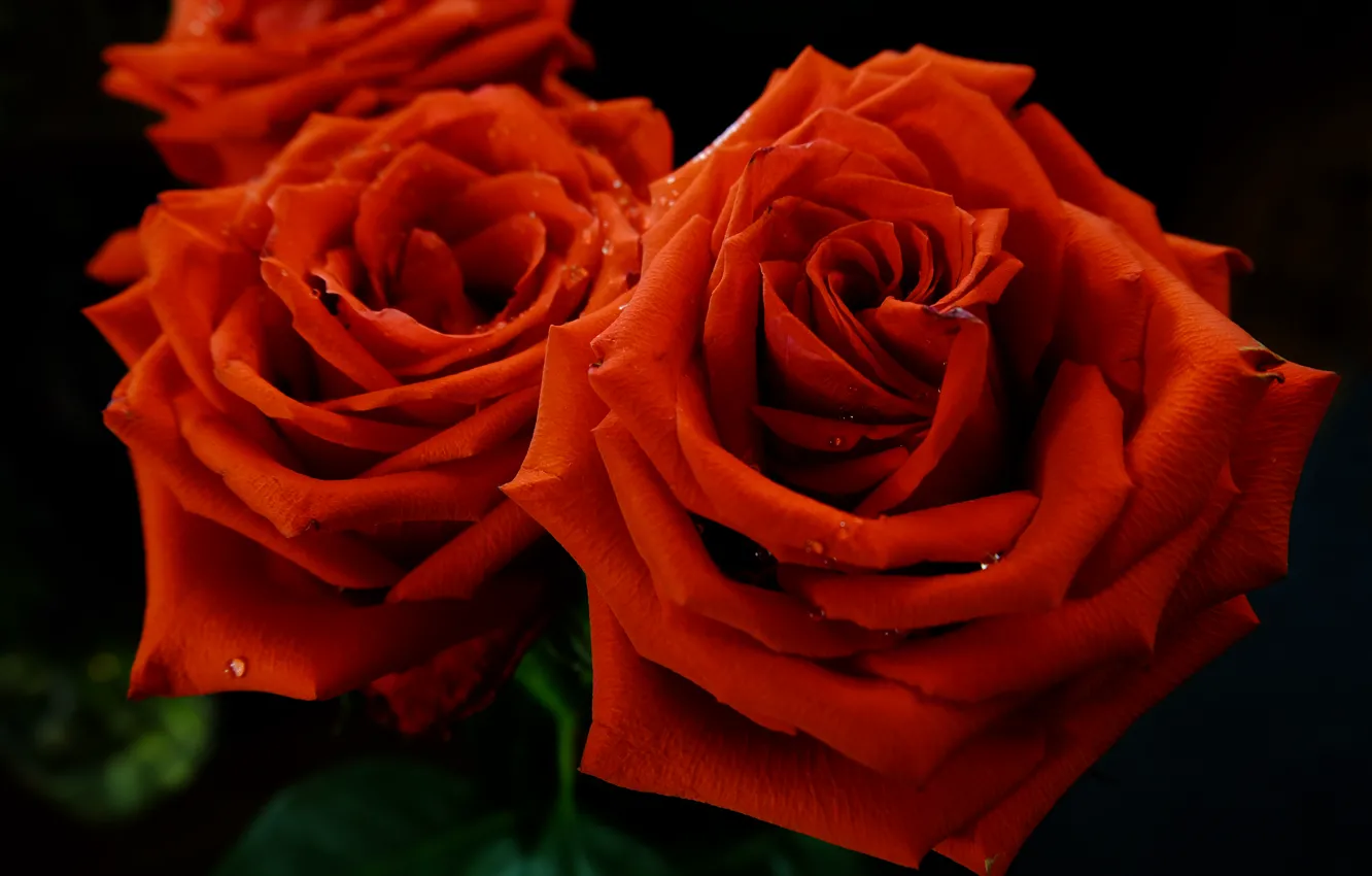 Photo wallpaper drops, red, Rosa, roses, petals, scarlet, on a black background
