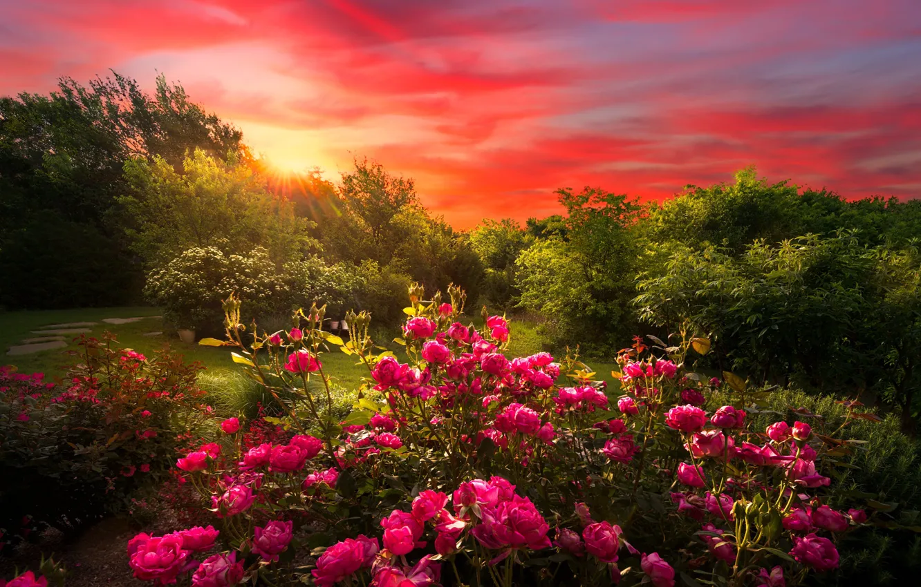 Photo wallpaper sunset, flowers, nature, roses, garden, al, the bushes, rose Bush