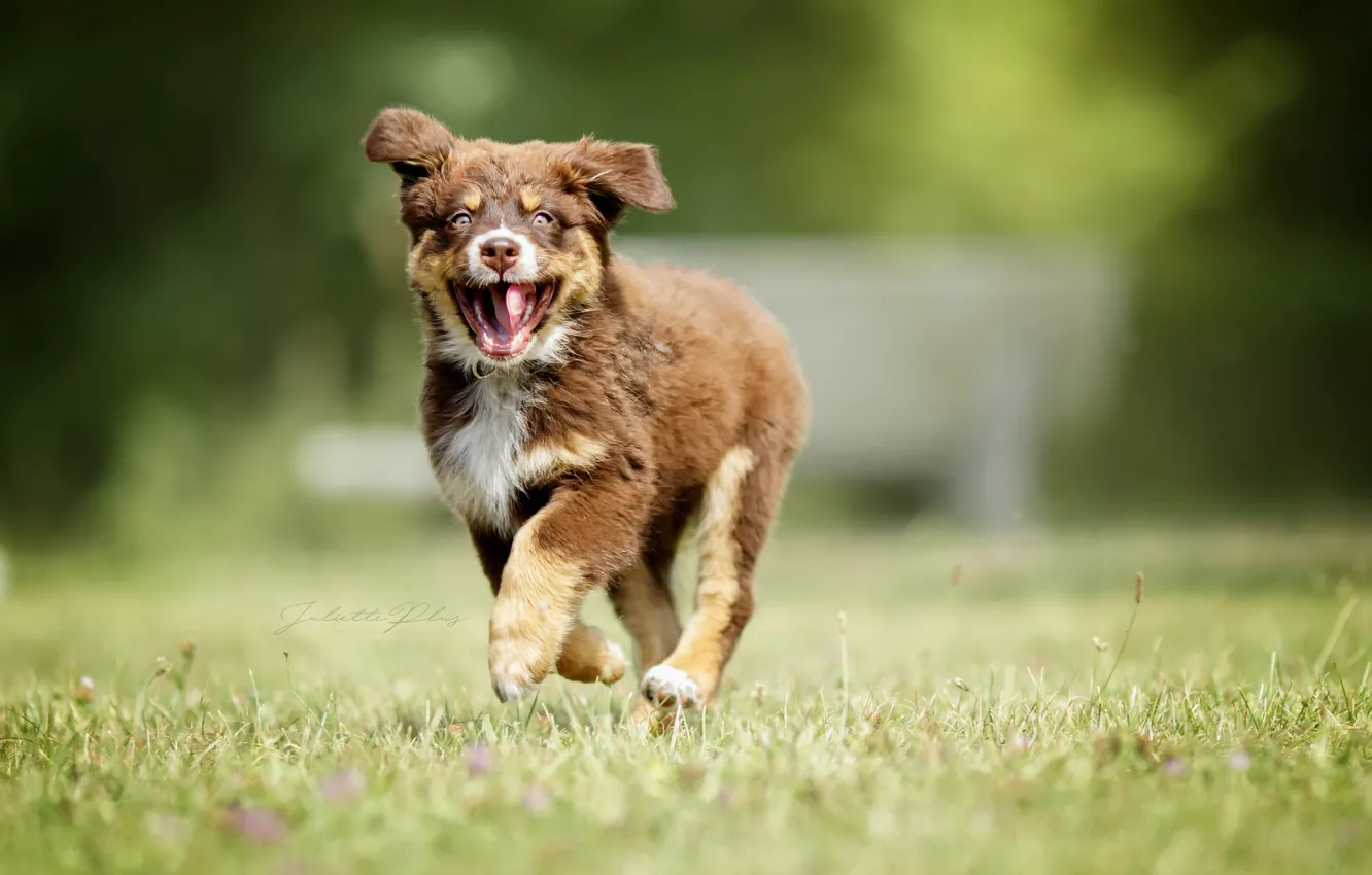 Photo wallpaper summer, dog, puppy