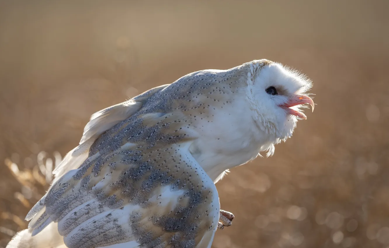 Photo wallpaper white, look, light, pose, owl, bird, wings, profile