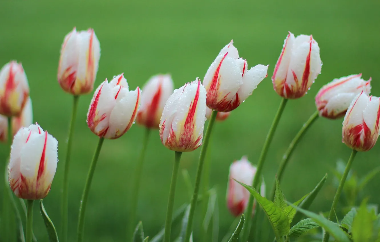 Photo wallpaper drops, flowers, spring, tulips, buds, striped, green background, white with red