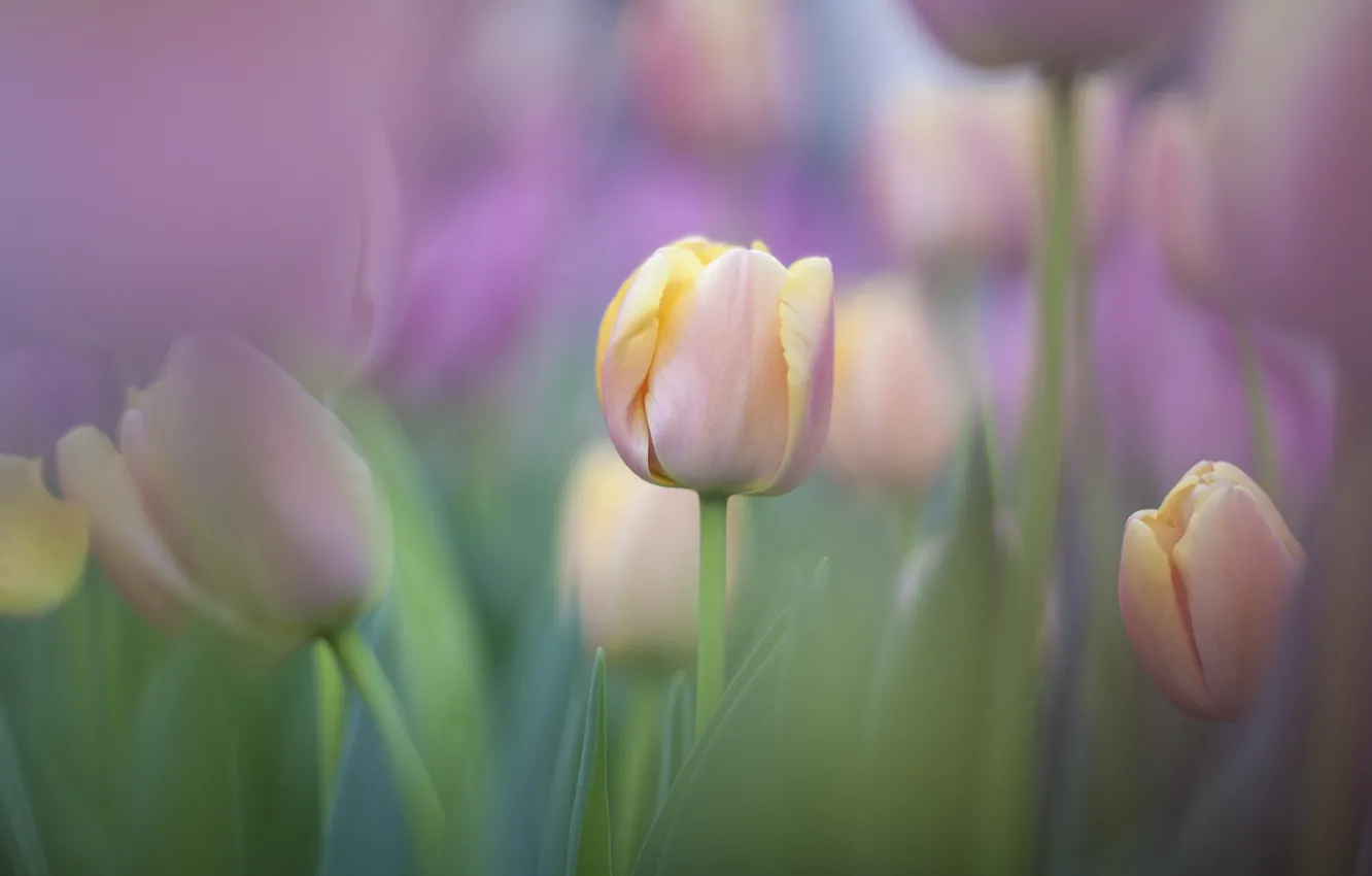Photo wallpaper tulips, gently, tulips