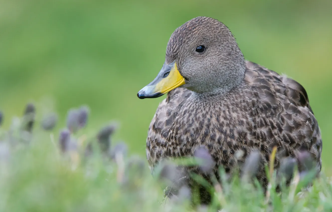Photo wallpaper nature, grey, bird, duck