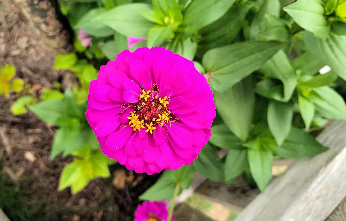 Photo wallpaper flowers, zinnia, Fred Fletcher Park, Jim Perry