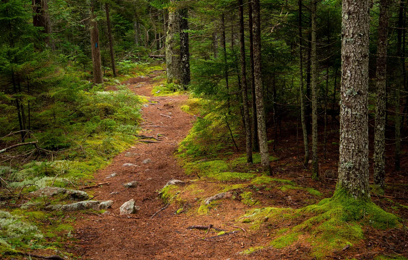 Photo wallpaper forest, trees, path, Maine, Man, Acadia National Park, Acadia national Park