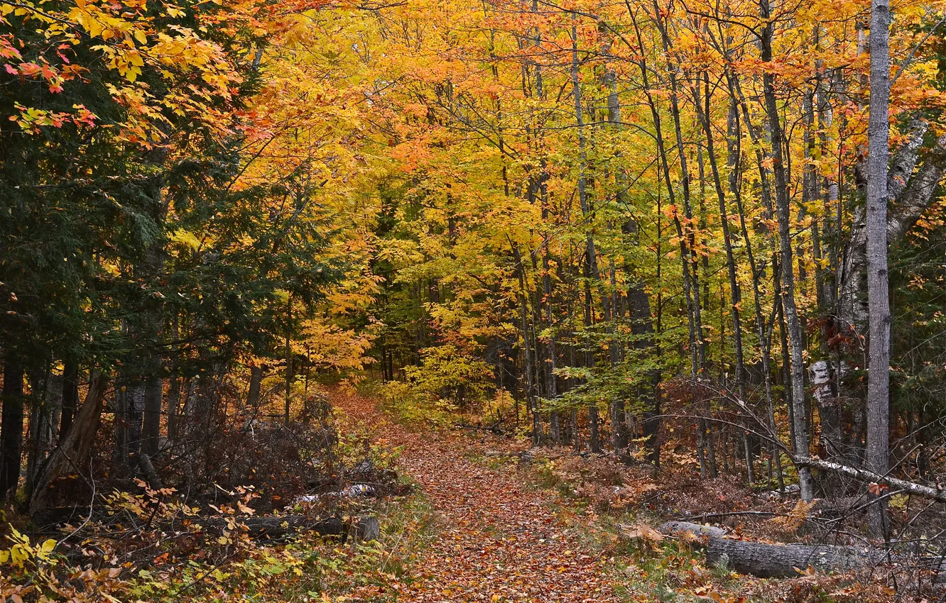 Photo wallpaper autumn, forest, path