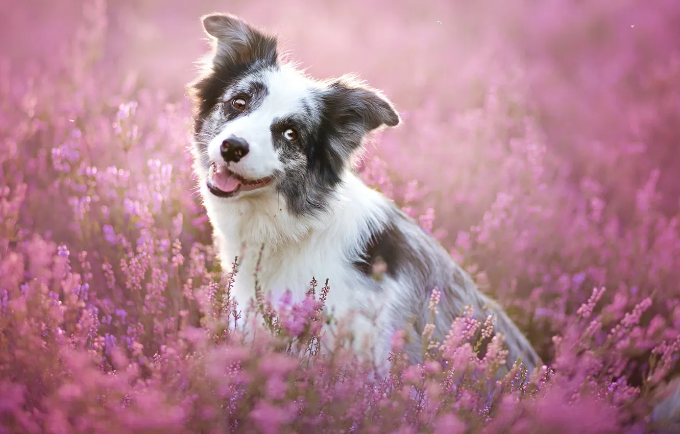 Photo wallpaper look, each, dog