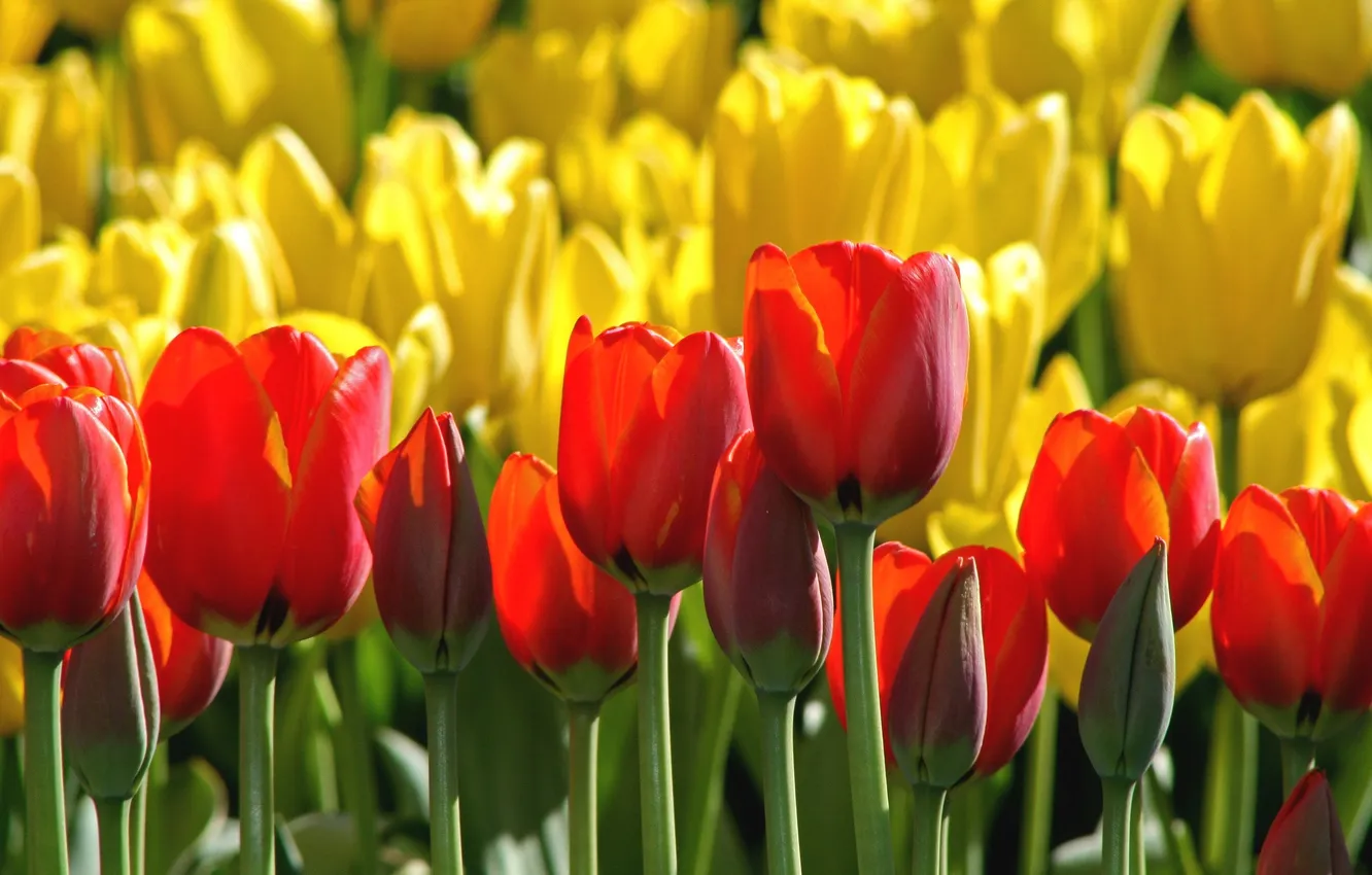 Photo wallpaper yellow, red, tulips