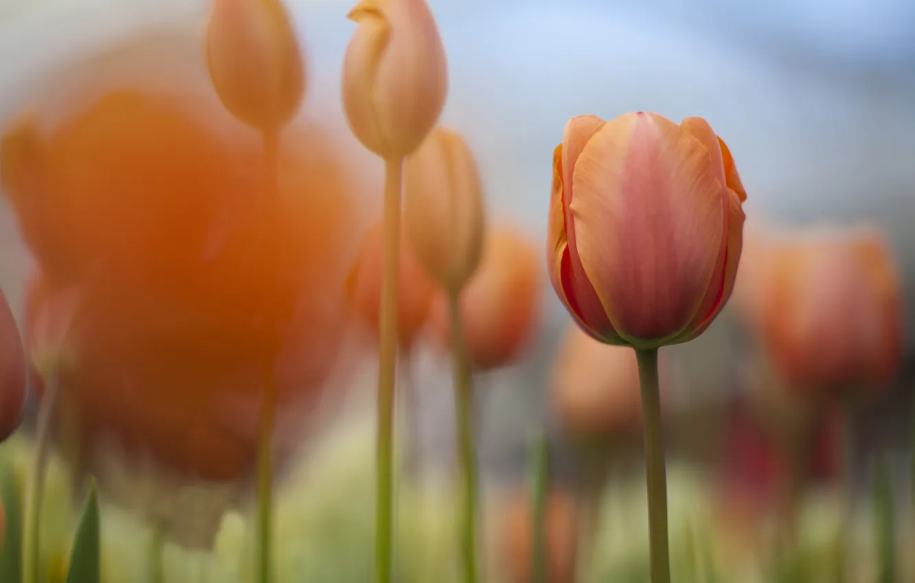Photo wallpaper orange, nature, focus, spring, tulips