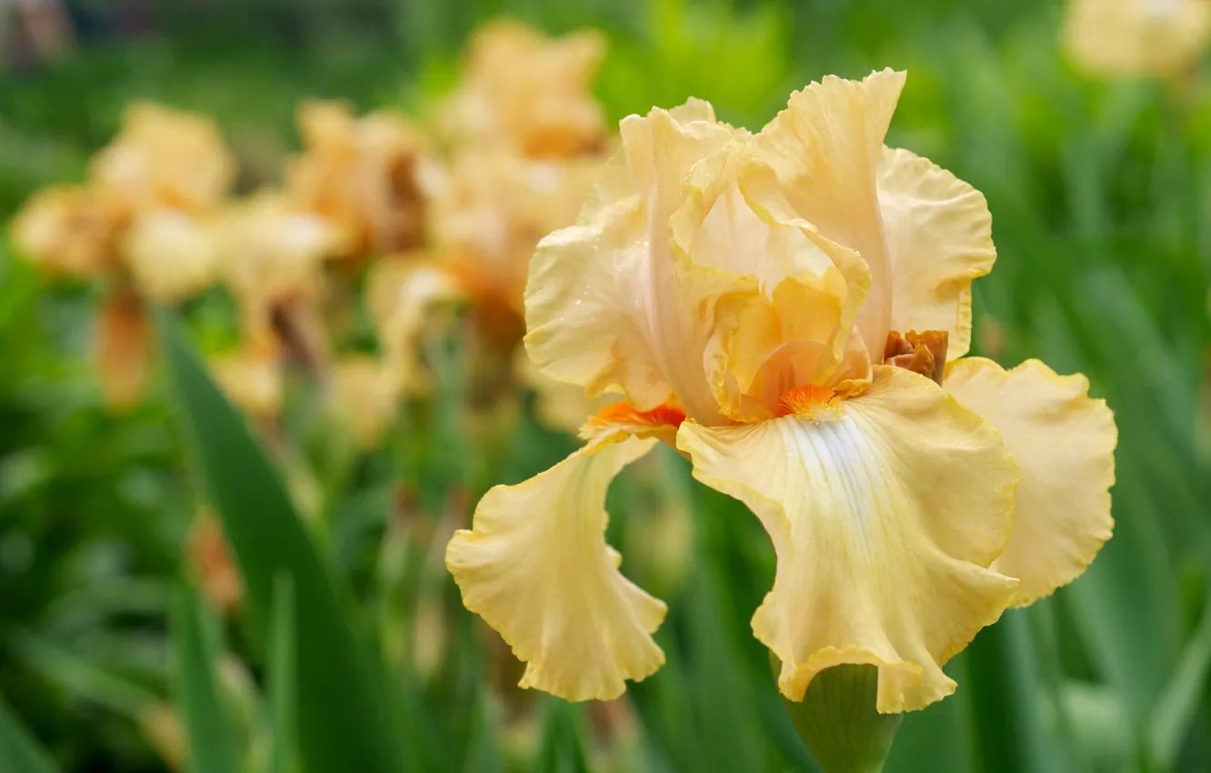 Photo wallpaper macro, flowers, yellow, petals, iris