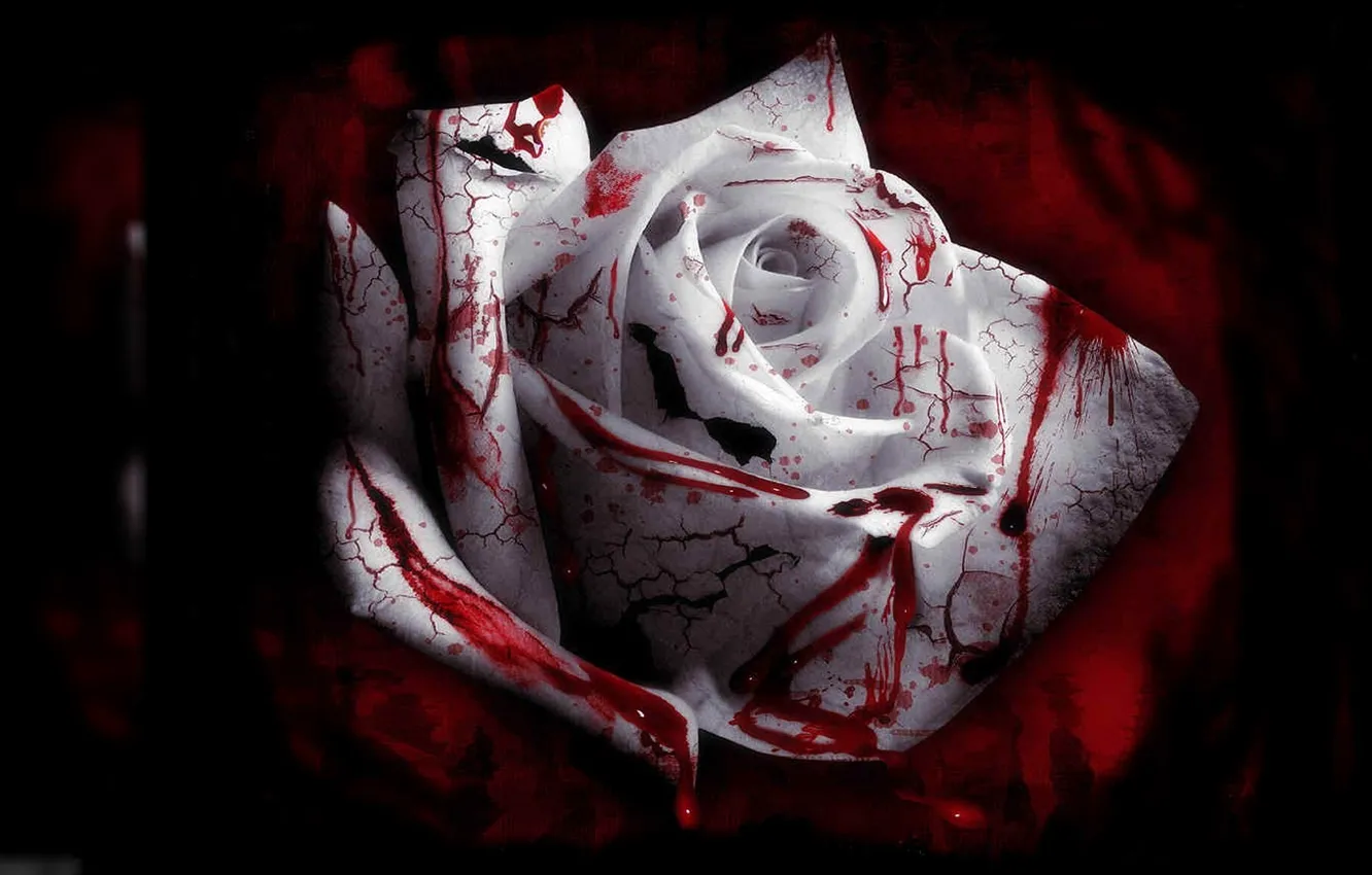 Photo wallpaper blood, rose, blood roses