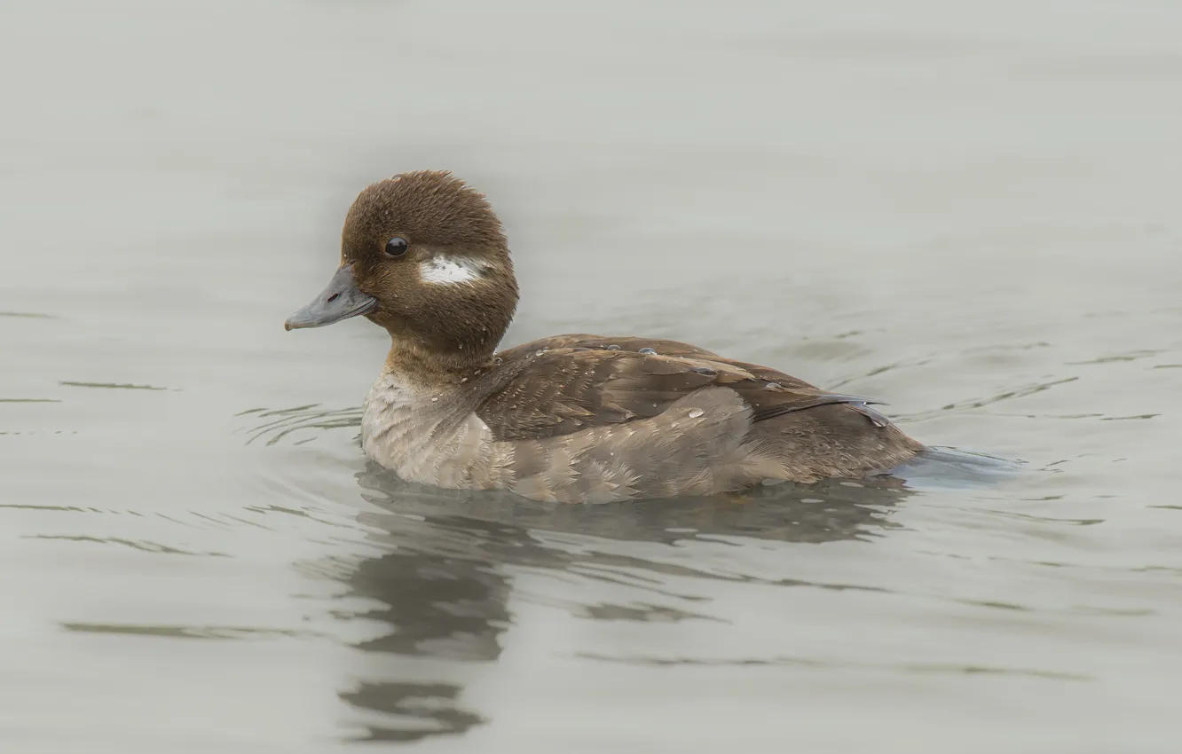 Photo wallpaper lake, eye, Bufflehead