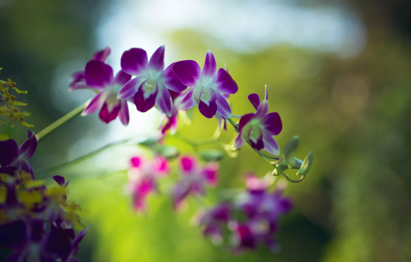 Photo wallpaper petals, Orchid, Dendrobium