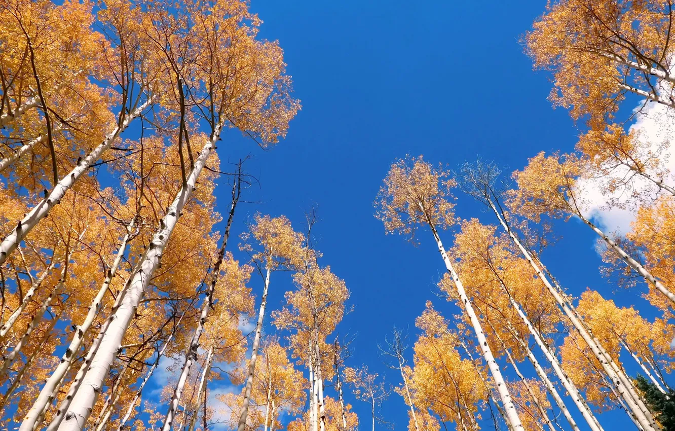 Photo wallpaper autumn, the sky, trees