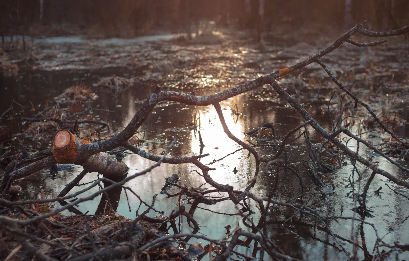 Photo wallpaper forest, water, trees, spring, the evening