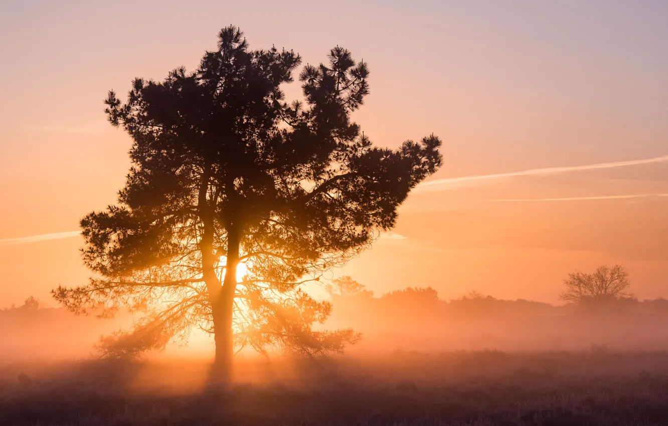 Photo wallpaper trees, sunrise, The Flow Of Light