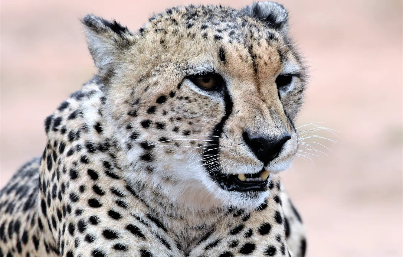 Photo wallpaper face, predator, Cheetah