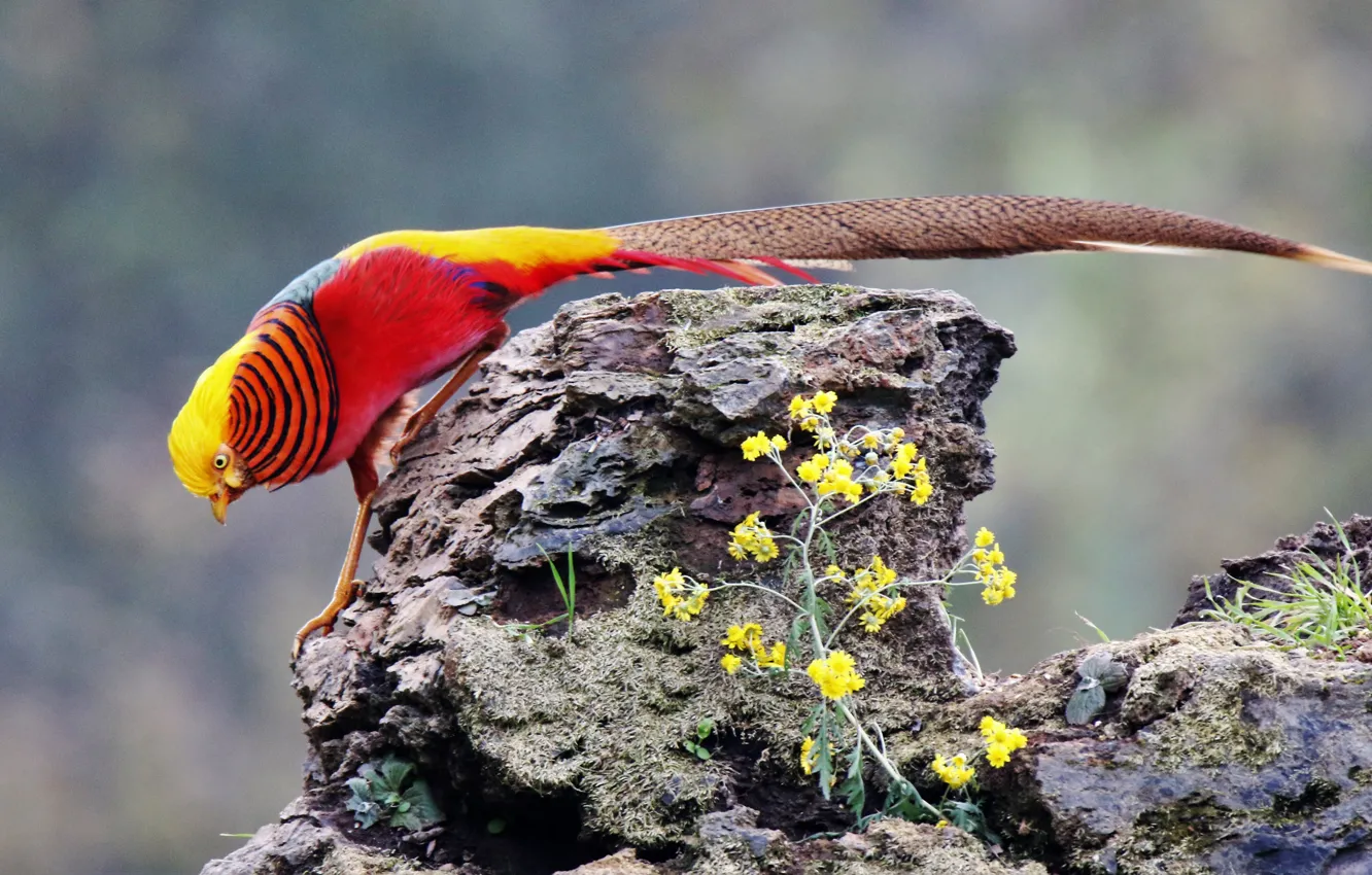 Photo wallpaper rock, flowers, wildlife, golden pheasant