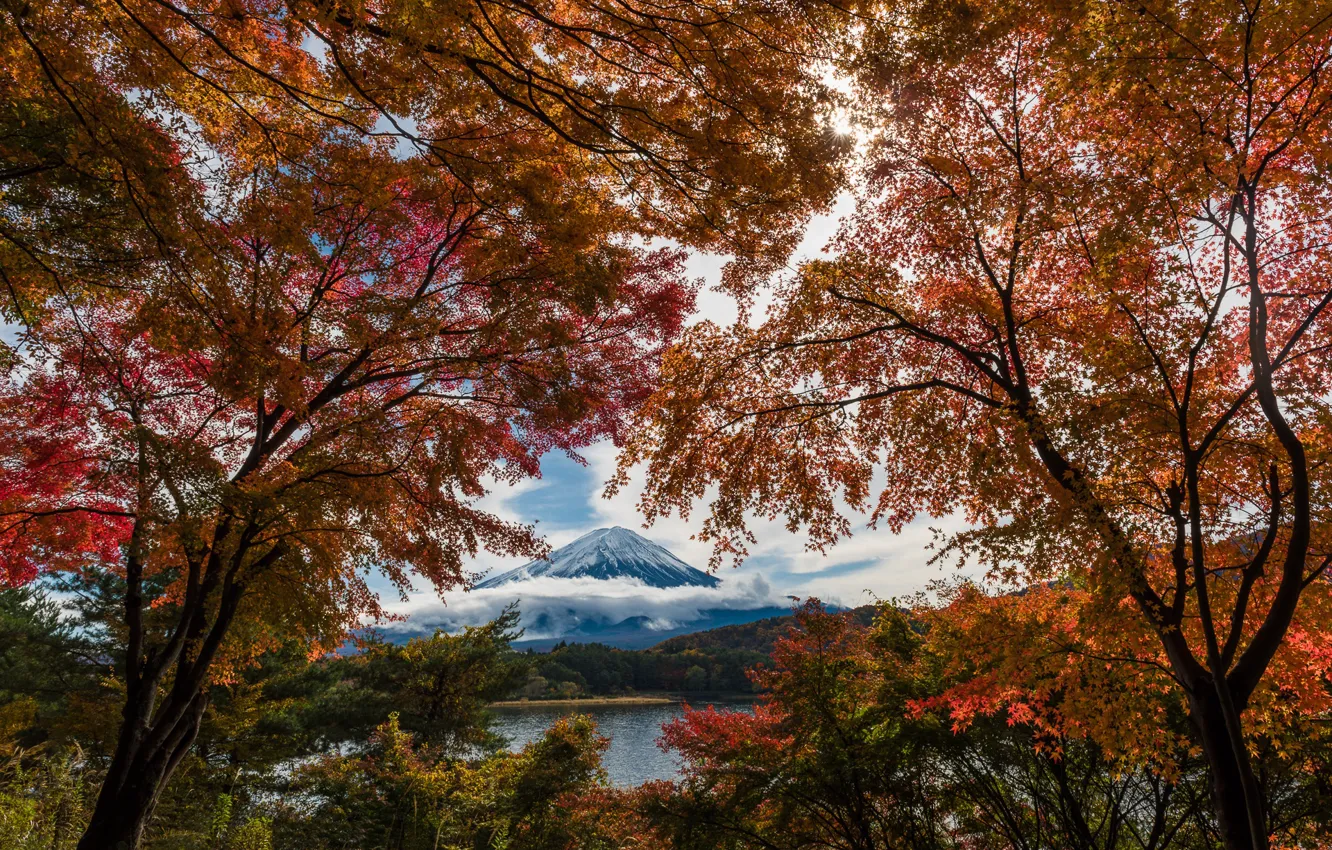 Photo wallpaper autumn, trees, paint, foliage, Japan, Fuji, mount Fuji, Fuji