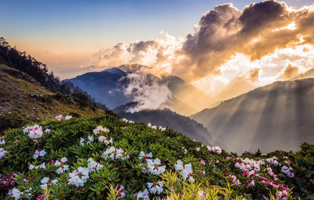 Photo wallpaper the sky, the sun, clouds, rays, flowers, mountains, fog, hills