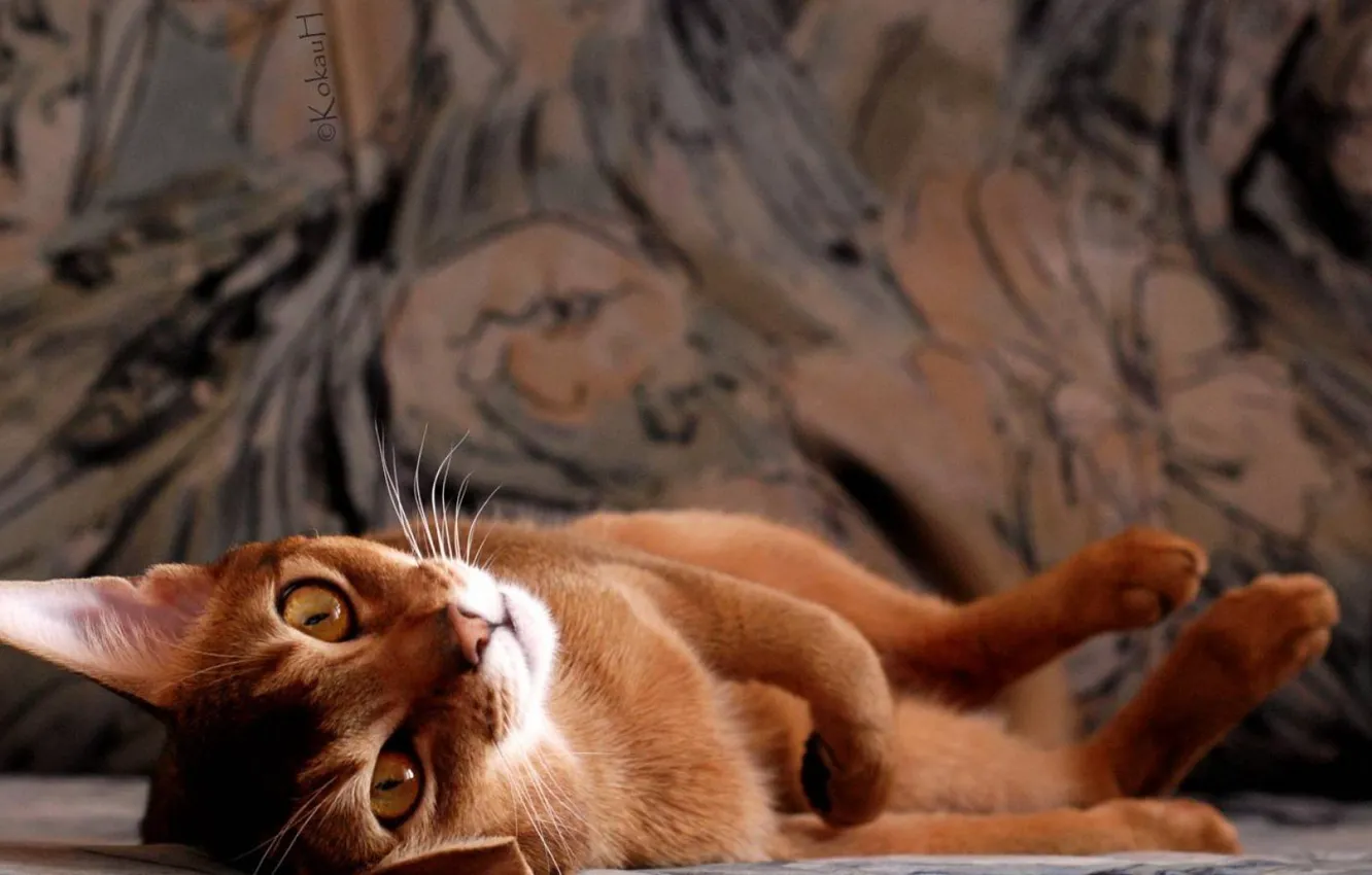 Photo wallpaper cat, photo, red, adorable