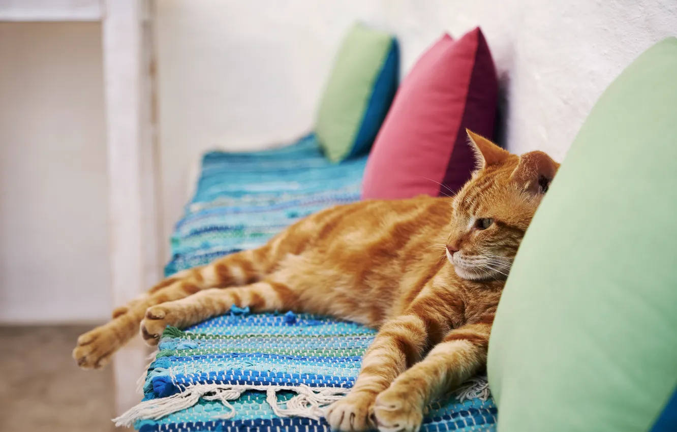 Photo wallpaper cat, sofa, red