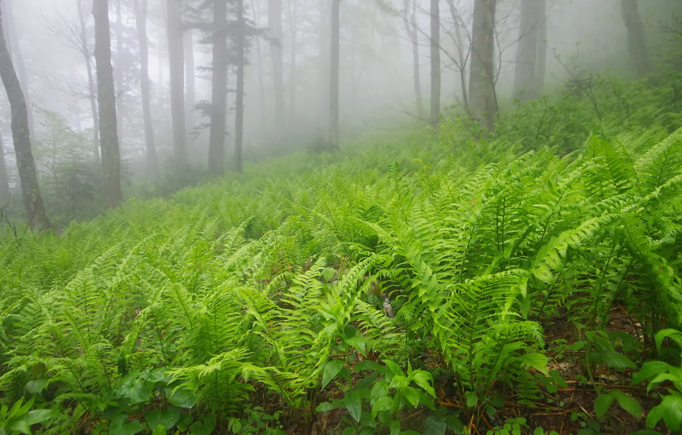 Photo wallpaper trees, fog, Forest, fern