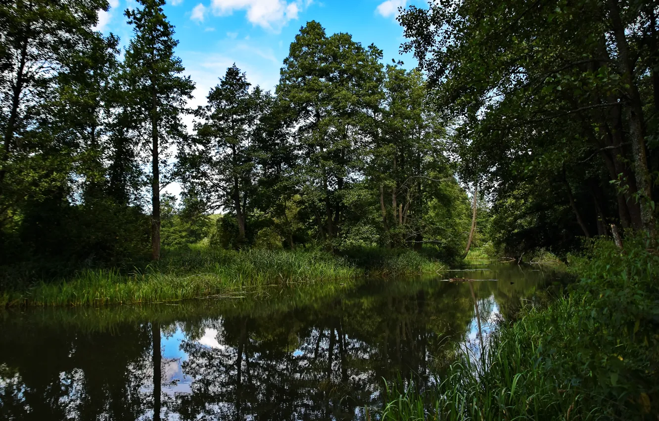 Photo wallpaper forest, summer, the sky, river, landscape