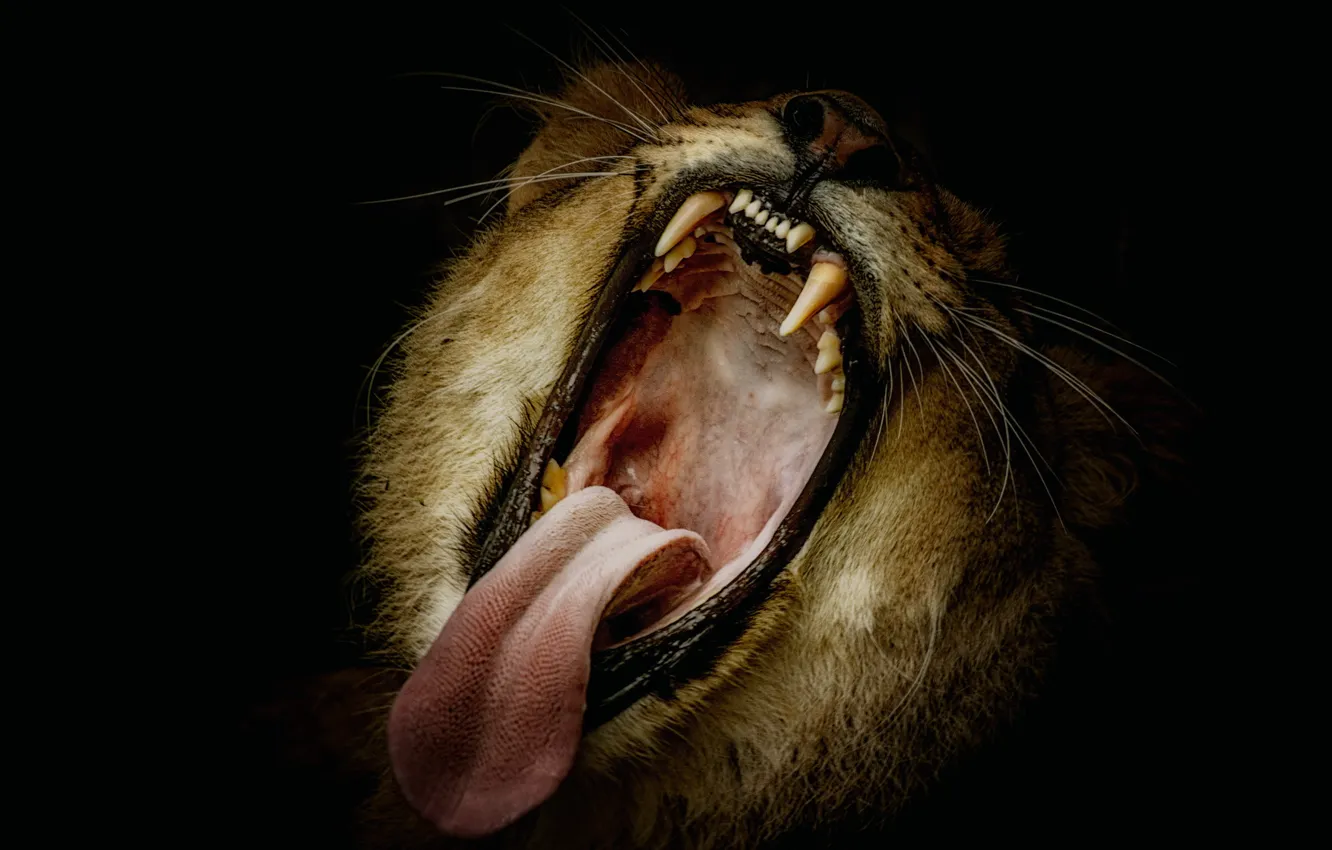 Photo wallpaper Leo, mouth, beast