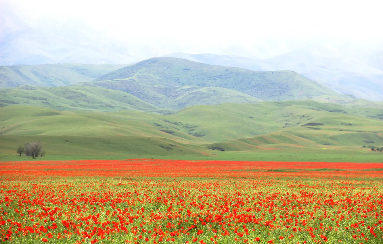 Photo wallpaper field, mountains, Mac, May, red flowers, poppy field, green hills
