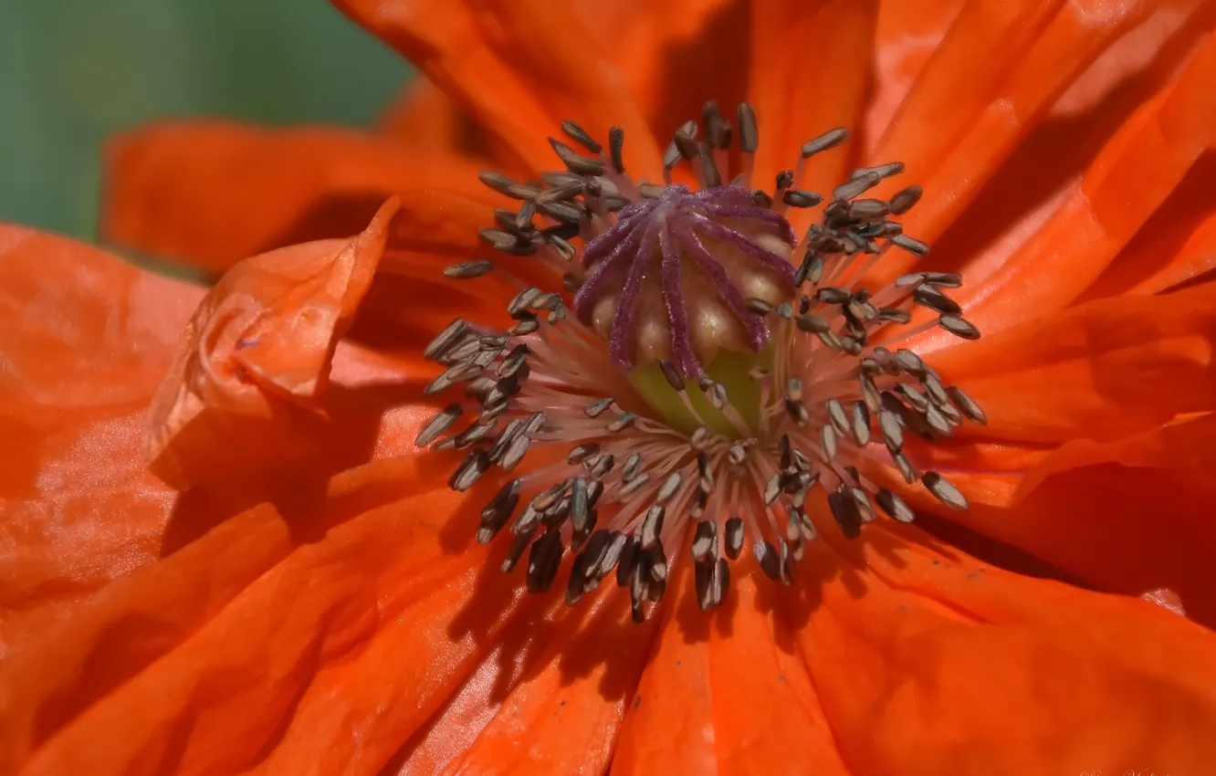 Photo wallpaper macro, flowers, Mac